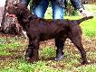ChPL DOLAR z Nadodrza�skich ��g�w (o. IBIS St Hubertus m. ChPL BARA z Kubtovske vsi KT Iº,CPC)