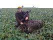 Kr�lewski odyniec 