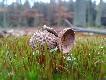 Forest Makro;]