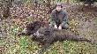 Dublet
Odyniaszki 71 i 76 kg pozyskane na kukurydzisku. Darz Br