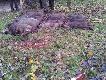 Polowanie z Berdyszem i z Maly2202, 15 dzik�w i lis na pokocie.