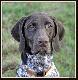 NERDA Hubert�wka znad Parsety (Archie Keiviento x Fiona Kajminia) - 6 m-cy