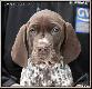 TARA v.d Blanke Biele (Archie Keiviento x Kyra v.d Blanke Biele) - 7 tygodni :)