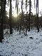 Na dworze -17C,a s�oneczko pr�buj� sie przebi� za drzew:-)