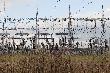 Mamy takie co� w �owisku. 110kV :-/