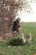 Musimy co� ustali�...ciagniemy razem,ale w jedn� stron�!!! ;))) fot.Becaz wn