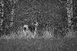 fot.Becaz wn