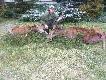 Poranny podch�d wyj�ty z chmary .Czwarta �ania i drugie ciele w tym sezonie.Waga 78,52 kg,no i lisek si� trafi�.Brak aparatu ,dlatego zdj�cia nie s� robione w �owisku...DARZ B�R kemor21..