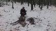 Popo�udniowy podch�d. Chmara spotkana na dr�gowinie bukowej o 15 20. Na rozk�adzioe �ania i cielak. Gratuluje brat..!