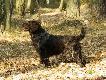 ChPL IBISEK z �ab�dziej 33 FCI ( o. IBIS St HUBERTUS m. ChPL BERA  z �ab�dziej 33 FCI  KT Iº  )