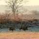Pierwsze �ywe �aciate jakie widzia�em. By�y dwa. 01-12-12. Wroc�awskie pola irygacyjne.