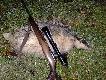 Listopadowy ,,skromny'' borsuk . waga 17 kg. Darz B�r!