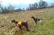 st�jka do ba�anta w towarzystwie p�siostry Inter.ch pracy HEDER Moon Eyes