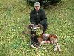 M�j pierwszy muflon, podarunek od Patrona bo pozyskany 4.11. 2012 wst�pna wycena ok. 200 pkt CIC. Waga tuszy 36.5 kg Pozyskany z kalibru 7RM