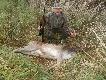 Niby nic a cieszy bo to pierwszy w karierze �owieckiej daniel byk (5 lat) pozyskany 23.10.2011