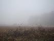 Mglisty poranek. Polowanie na drapie�niki sprzed paru lat
