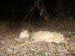 Druga koza strzelona z podchodu.Waga 17kg.Darz B�r kemor 21