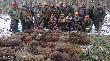 Polowanie le�nictwo R�bczyn 08.12.2012 r. 5 p�dze�... 18 dzik�w 2 lisy... 22 my�liwych
