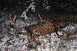 Drugi byk kol.Bogdana w tym sezonie, pi�kny my�kus ! DARZ B�R 