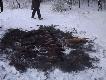 Wczorajsze polowanie na pi�ro;10kogut�w,4kaczki,1lis.Jeden kogut m�j;Szkoda tylko,�e tak pud�owa�em;-)   Darz B�r