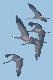 08-12-2012. Mgie�ka jak wida�. Spad� �nieg, minusowe temperatury, a one lata�y w samo po�udnie nad polami irygacyjnymi Wroc�awia. Tydzie� temu by�o mi�dzy 350-400 sztuk. Pierwszy raz zobaczy�em �urawie latajace z podkurczonymi nogami. Tu jeden ma dwie podkurczone a drugi jedn�. Ale by�o takich wi�cej.