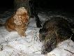 14.12.2012 .Wycinek
