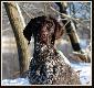 NEFRA Hubert�wka znad Parsety (Archie Keiviento x Fiona kajminia)