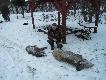 Polowanie zbiorowe 15.12.2012 Spod ps�w, sabaki tak sie uje...a�y �e do pokotu nie dosz�y, pad�y w aucie jak nie�ywe