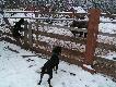12.12.12 Na otarcie �ez - zagroda.