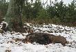 Zbior�wkowy postrza�ek.Ara powadzi po farbie ok. 2 km,po czym zwolniona z otoku stanowi zwierza w g�stym m�odniku sosnowym,pozwalaj�c na zgaszenie...Suka w cieczce,dla niej to jednak bez znaczenia-robota to robota! ;)