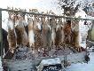 Wsp�czesny karawan...