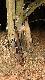 21-12-2012 �niegu brak, wi�c jedynym sprzymierze�cem by� ksi�yc. (24)