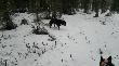 Finlandia 2012
Polowanie - Finlandia 