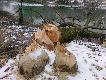 coraz wi�cej bobr�w nad So��