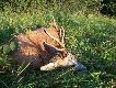 Rogacz pozyskany prze Mojego Koleg�/Przyjaciela Becaz wn na terenie Mojego ko�a. Podprowadzaj�cym by� canislupus4 i tez to on wyszuka� tego koz�a.
