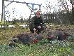 Polowanie Noworoczne w moim kole.
Zrobi�em dubleta do dzik�w i zosta�em vice kr�lem. Wataha liczy�a ponad 20 dzik�w r�nego kalibru:)