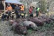 Ja z "moimi ch�opakami" i ich pieskami. By�o to wyj�tkowo emocjonuj�ce polowanie. W ka�dym miocie moc zwierza. Wzorowa organizacja i mi�a atmosfera, a wspania�y pokot by� dodatkiem do tych pi�knych  �ow�w. Jeszcze dzi� s�ysz� granie ps�w. Dzi�ki za zaproszenie. 