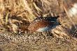28-12-2012 �wistun samica