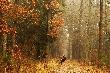 polowanie  25.11.2012