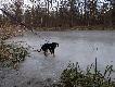 Nika i zamarzni�ta rzeka O�awa w parku wschodnim we Wroc�awiu