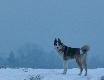 FERO z Bukowego Wzg�rza ( fot.Becaz wn)