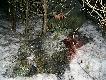 Przelatek strzelony z zasiadki. Bardzo ma�o farbowa� ale Forest sobie poradzi� :) Pi�knie by�o us�ysze� oszczek w g�stwinie