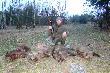 Dla Kol. Piotrka polowanie z 06.01.2013 d�ugo pozostanie w pami�ci - w dw�ch p�dzeniach pozyska�  cztery dziczki.  