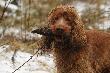 Z przed�wi�tecznych zapas�w. Zapobiegliwy pies, zawsze znajdzie co� w ogr�dku ;-)