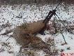 Moja �a�ka jelenia kal. 308 W strza� na �opatk� usz�a ok 50 m.