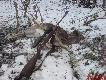 Moja �a�ka daniela - jedna z 5 pozyskanych w tym sezonie - kal. 308 W strza� na �opatk� usz�a ok 20 m.