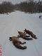 Polowanie zbiorowe 4 miot, dubelt�wka taty i 3 liski!