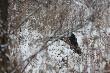 Czarny zwierz przebieg� mi drog�. 13.01.2013