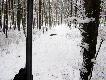 13.01.2013.Ciche p�dzenie. Tak w�asnie zosta� 30m od zwy�ki. Szed� t� drog� prosto na mnie. 