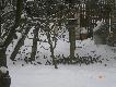 Mazurki, wroble, sierpowki, chyba trznadle. Wszystkiego + - 500 szt.